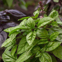 Thai Basil Native Desi Seeds | Open Pollinated - OutdoorTravelGear.com