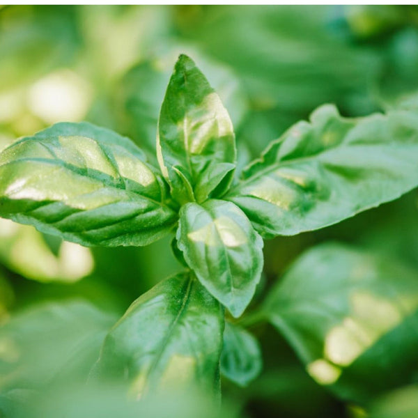 Sweet Basil Native Desi Seeds | Open Pollinated - OutdoorTravelGear.com