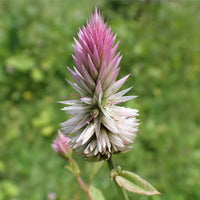 Silver Cock's Comb / Kurdu Native Desi Seeds | Open Pollinated - OutdoorTravelGear.com