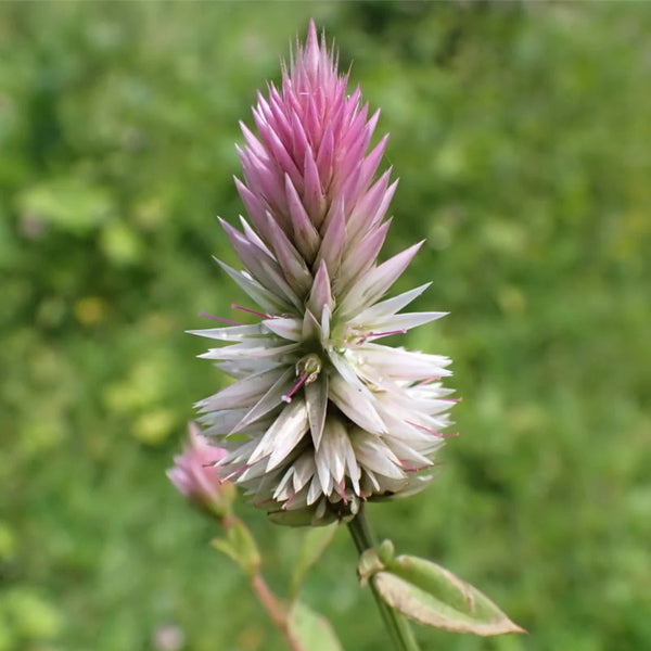 Silver Cock's Comb / Kurdu Native Desi Seeds | Open Pollinated - OutdoorTravelGear.com