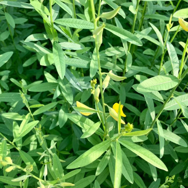 Sunn Hemp / Taag Native Desi Seeds | Open Pollinated - OutdoorTravelGear.com