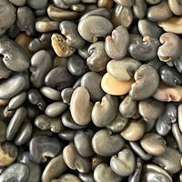 Sunn Hemp / Taag Native Desi Seeds | Open Pollinated - OutdoorTravelGear.com