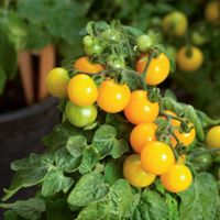Yellow Cherry Tomato Native Desi Planting Seeds | Open-Pollinated